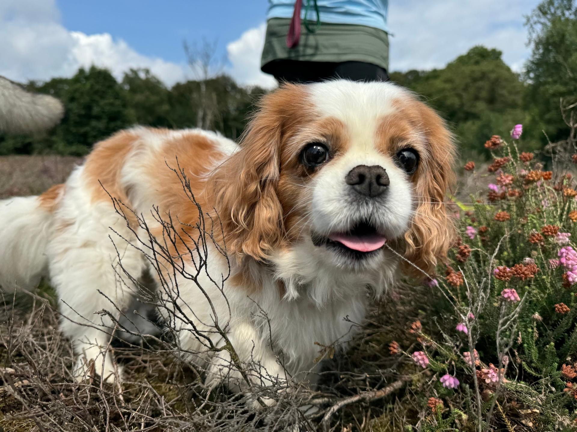 hond in het gras