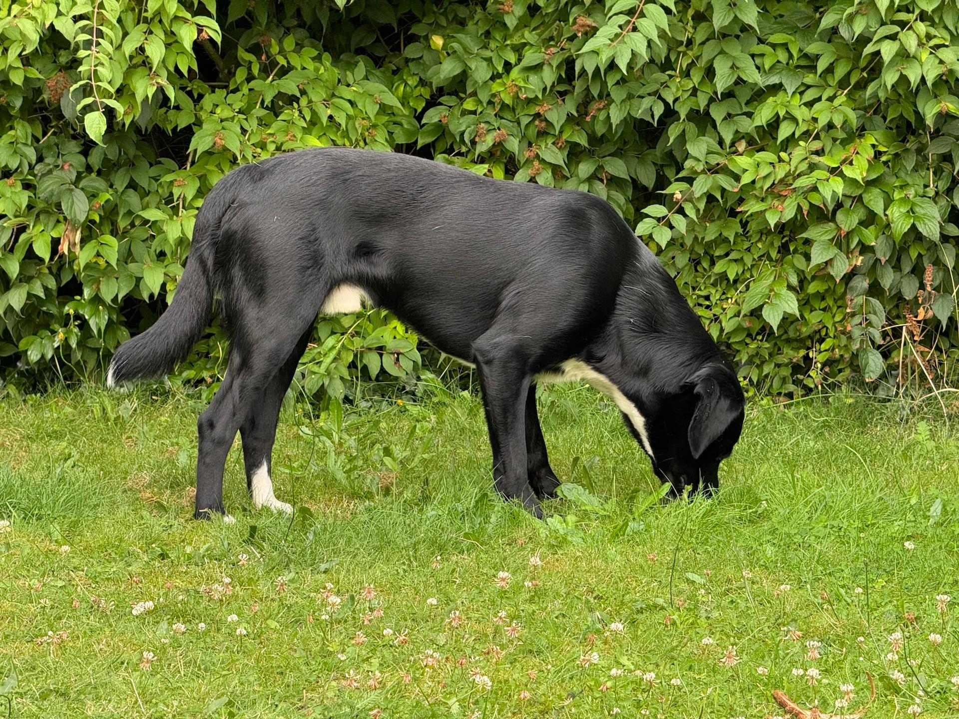 hond in het gras